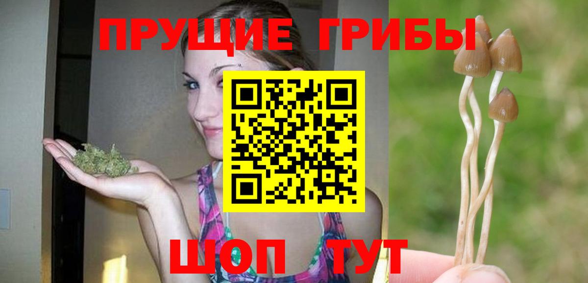Сальск  Галлюциногенные грибы GOLDEN TEACHER  Псилоцибиновые грибы Psilocybine cubensis  Вход с VPN 